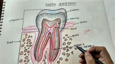 how to draw teeth anatomy - YouTube