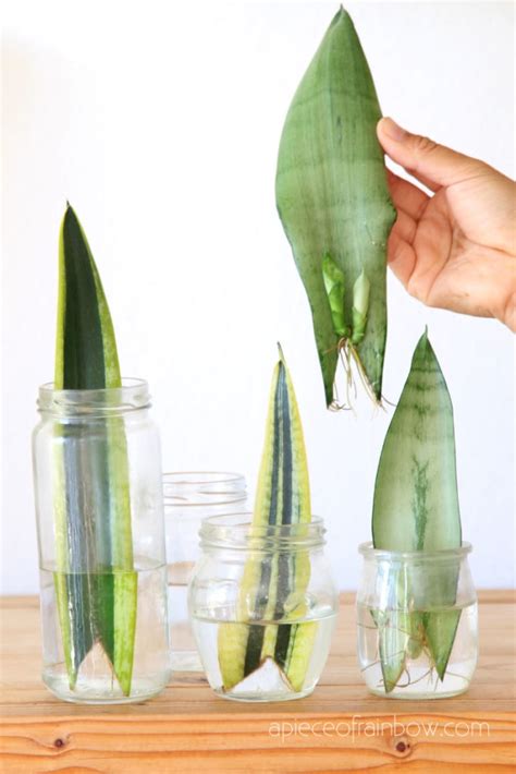 Propagate Sansevieria (Snake Plant): 3 Easy Ways! - A Piece Of Rainbow