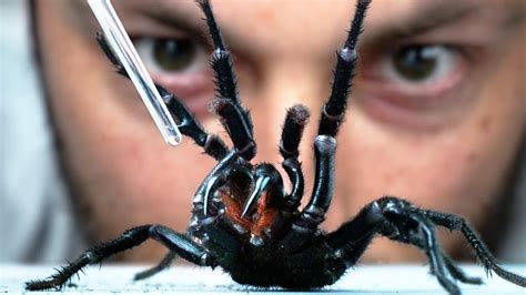 How To Get Venom From The World's Deadliest Spider – Go IT