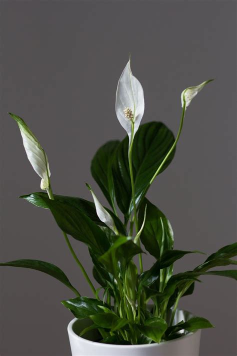 Peace Lily Care: How to Care for this Blooming Houseplant - Among the Lilacs | Peace lily flower ...