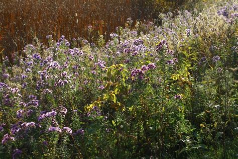 Autumn colors in rural Minnesota | Minnesota Public Radio News