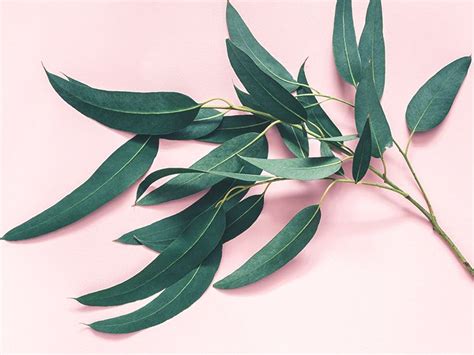 7 Impressive Benefits of Eucalyptus Leaves