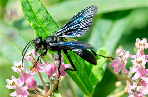 The Great Black Wasp | Focusing on Wildlife