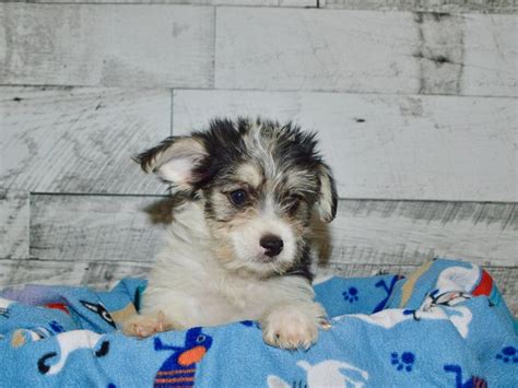 Morkie-DOG-Female-Black and White-2802937-Petland Dunwoody