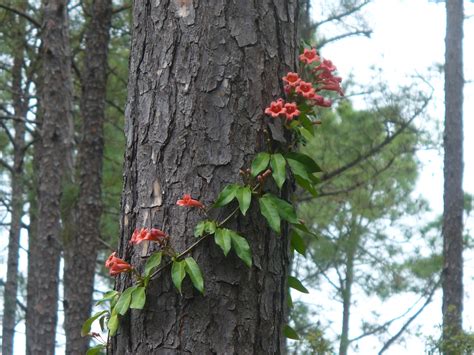 Bignonia capreolata (Crossvine, Cross-Vine, Trumpet Flower) | North Carolina Extension Gardener ...