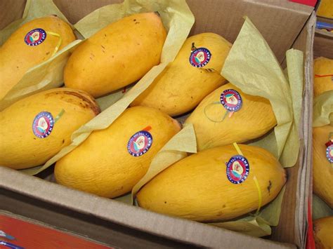 After Australia, Japan approves Pakistan's mango facility for exports ...