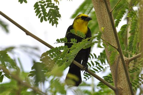 Red-winged and Yellow-headed Blackbird Nesting Habitat in a Wisconsin ...