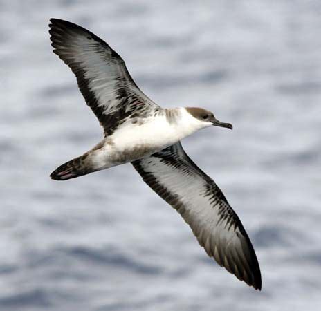 Balearic shearwater | bird | Britannica