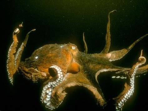 Giant Pacific Octopus | National Geographic | Giant pacific octopus ...