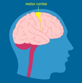 Motor strip part of the brain – Telegraph