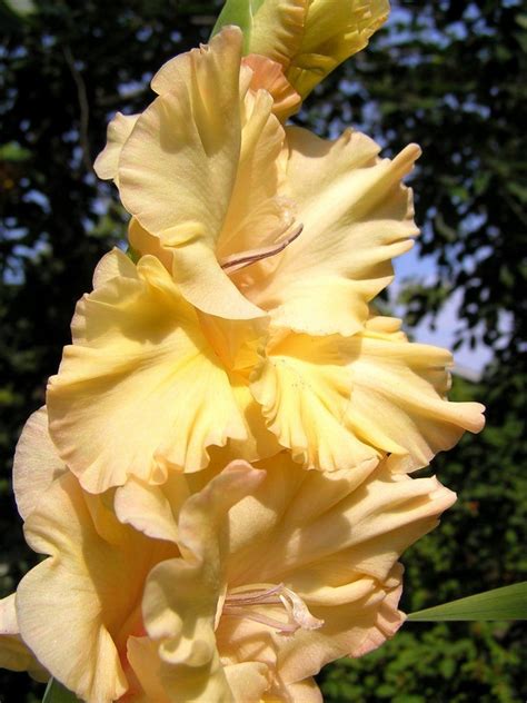 Galería de imágenes: Gladiolos | Gladiolus flower, Gladiolus, Flowers