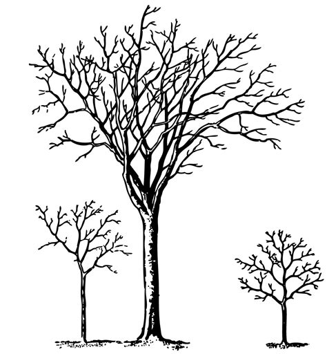 Free Winter Trees Cliparts, Download Free Winter Trees Cliparts png images, Free ClipArts on ...