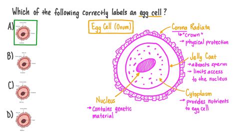 Egg Cell Structure And Function