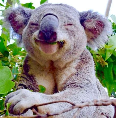 Happy koala | Animais filhotes, Lindos filhotes, Animais australianos