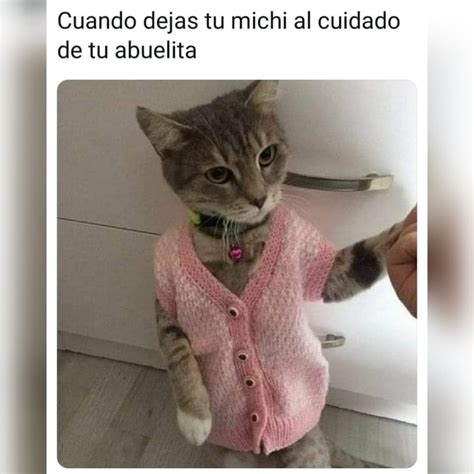 Cuando dejas tu michi al cuidado de tu abuelita. - Memes