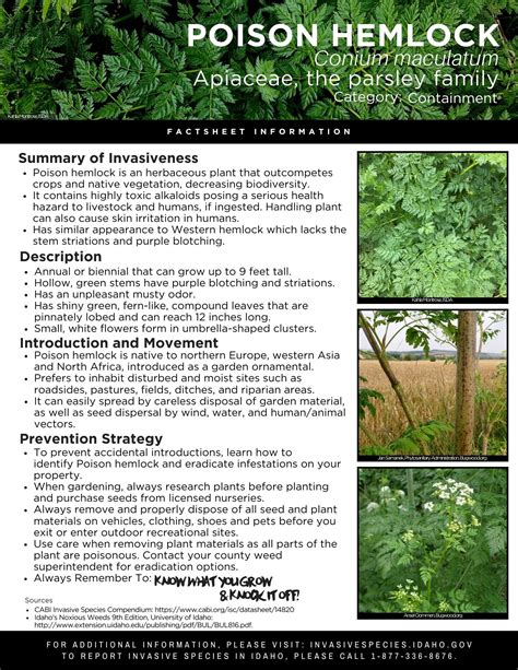 Poison Hemlock Factsheet — Invasive Species of Idaho