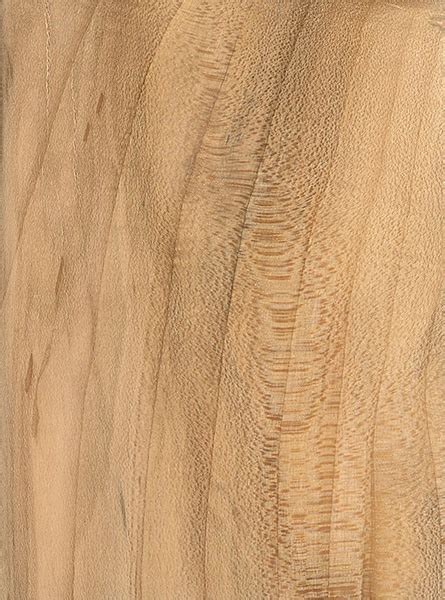 Black Maple | The Wood Database - Lumber Identification (Hardwood)