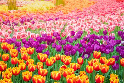 Spring Tulip Flowers Picture And HD Photos | Free Download On Lovepik