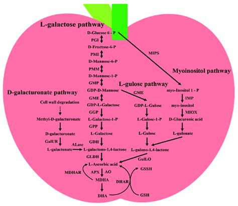 The AsA metabolic pathway in plants. The main pathways for ascorbic... | Download Scientific Diagram