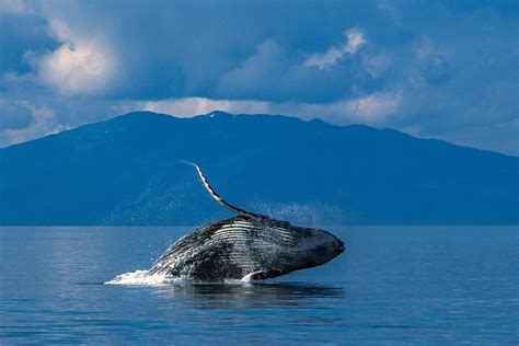 Inside Passage wildlife location in Alaska, North America | Wildlife Worldwide