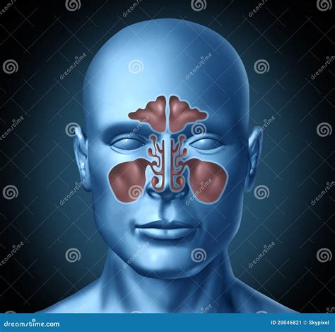 Sinus Human Nasal Cavity with Human Head Stock Illustration - Illustration of people, illness ...