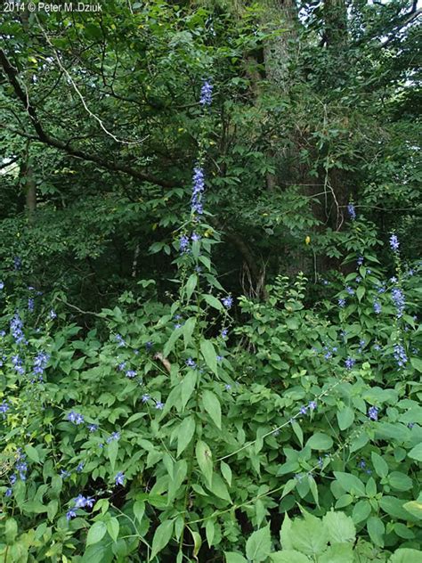 Campanulastrum americanum (American Bellflower): Minnesota Wildflowers