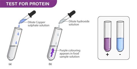 Biuret Test for proteins | Biology - Quizizz