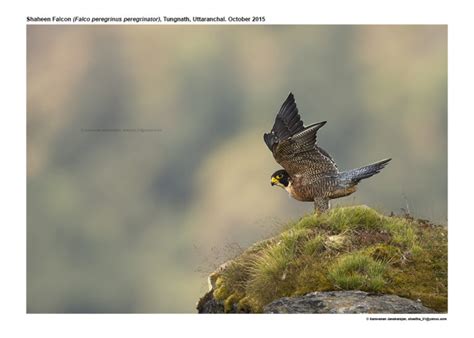 shaheen-falcon-detail – Ogaclicks