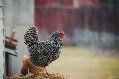 Dominique Chicken: A Comprehensive Homestead Guide