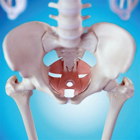 Pudendal Nerve Entrapment | AZCCPP