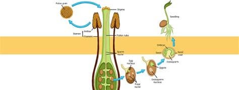 How do flowering plants reproduce? - Twinkl Homework Help