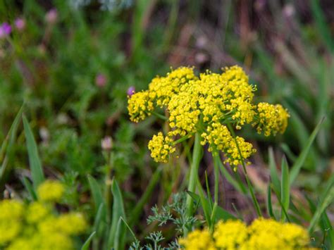 Columbia River Gorge Wildflowers - The Outdoor Adventure Kind