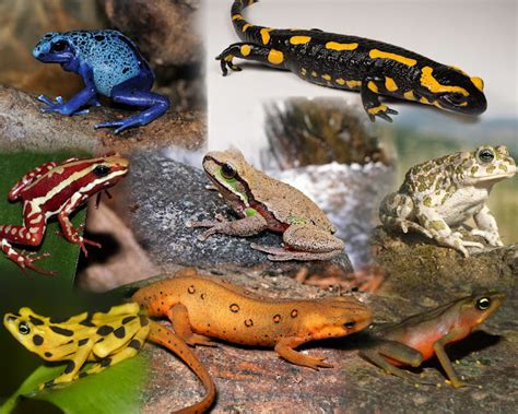 What are Amphibians? The Species of the World in Images | PHOTOGRAPHIE