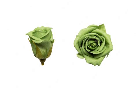 Premium Photo | Green rose isolated on white background