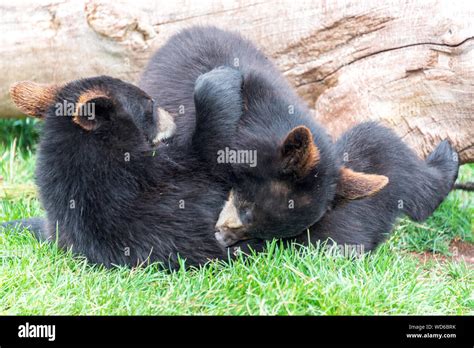 Black Bear Cubs Playing On Field Stock Photo - Alamy