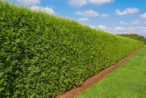 14 Best Privacy Trees: Fast Growing, Uses, Methods of Planting