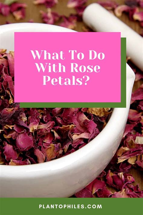 What To Do With Rose Petals? 13 Best Ideas