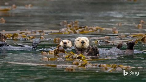 These sea otters in Alaska are floating amid kelp—an important flora friend to the endangered ...