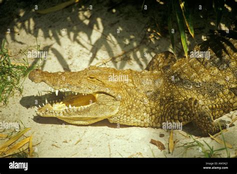 Alligator with jaws open Stock Photo - Alamy