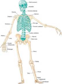 2. The Skeletal System | Musculoskeletal Key