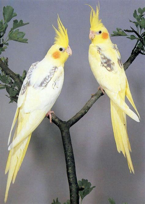 Pin by Georgeta Bularda on Pasarii | Pet birds, Cockatiel, Beautiful birds