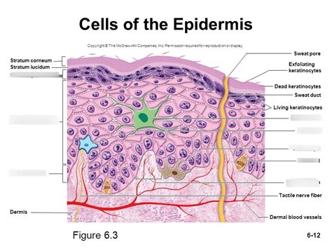 Cells of the Epidermis Diagram | Quizlet