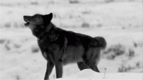 Wolf Howl GIF - Wolf Howl Wolfie - Discover & Share GIFs