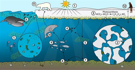 Arctic Food Webs | Ask A Biologist