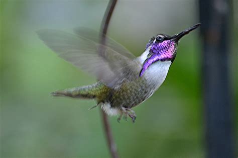 Beautiful Purple Hummingbirds