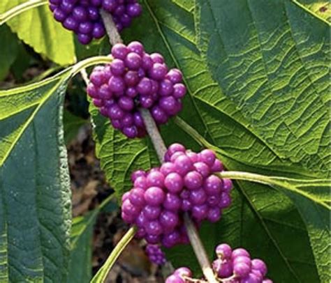 Hey, What’s That? The Beauty of the Beautyberry | Northeast Journal