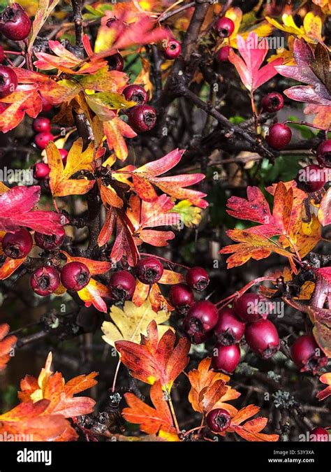 Hawthorn hedge with autumn leaves and ripening berries, Crataegus Monogyna Stock Photo - Alamy