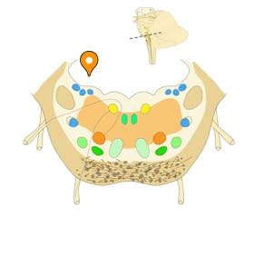 Trigeminal lemniscus - e-Anatomy - IMAIOS