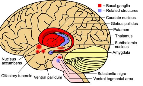 Brain Injury Effects on the Respiratory System