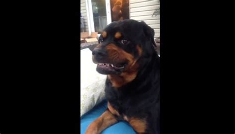 Rottweiler Shows Its Mean Face